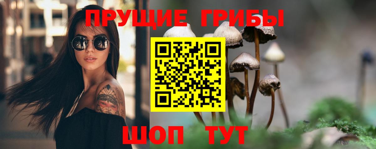 Псилоцибиновые грибы Psilocybe Кудымкар